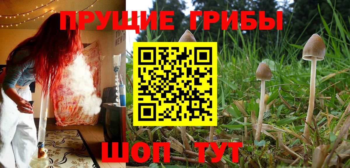 где купить наркотик  Галлюциногенные грибы Psilocybe  Белово  Вход с VPN  Галлюциногенные грибы Psilocybe 